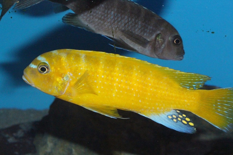 Maylandia sp. 'zebra gold' Lion's Cove